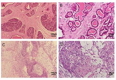 A Novel Canine Mammary Cancer Cell Line: Preliminary Identification and Utilization for Drug Screening Studies